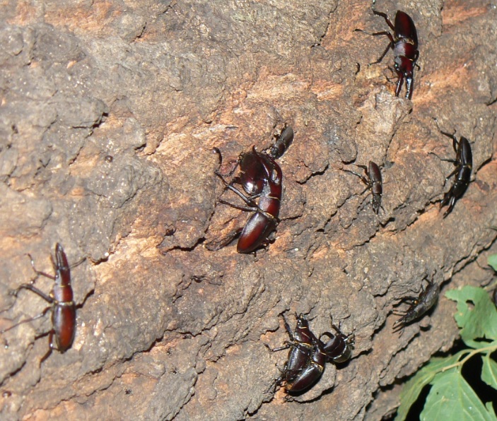 団地前のクヌギ_いつもの樹液でノコギリクワガタ4♂2♀とコクワガタ4♂1♀_2021年6月7日19時40分頃 気温25度